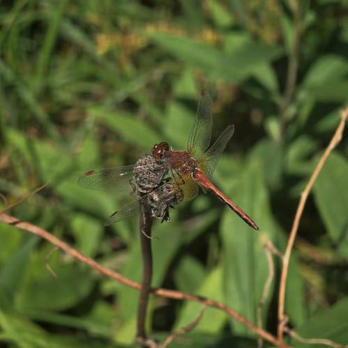 Photo #11021220