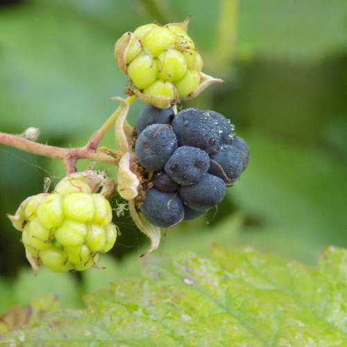 Photo #11021370