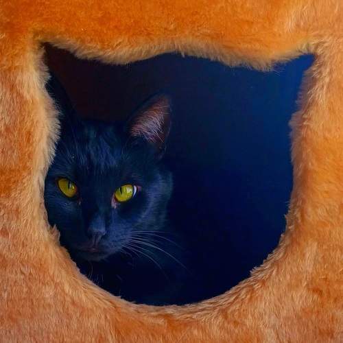 Photo #11022630