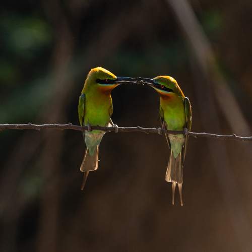 Love in Nature