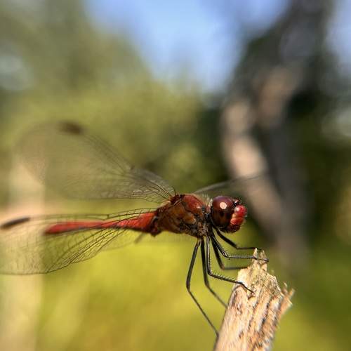Photo #11023649