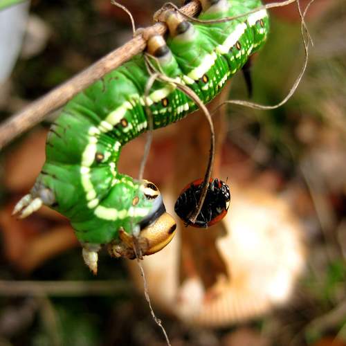 Photo #11024187
