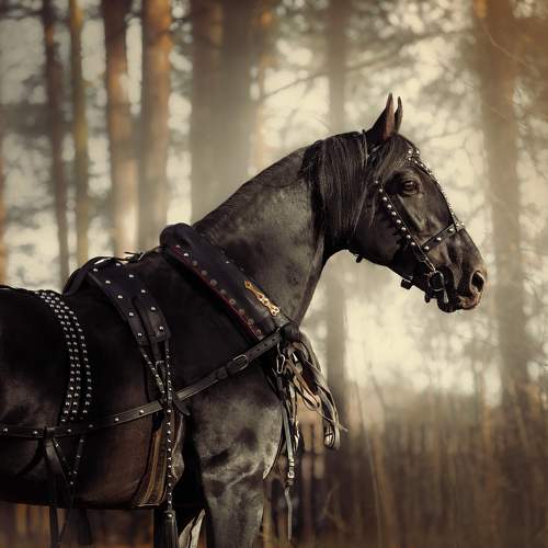 Photo #11026256