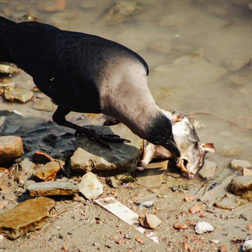 Photo #11026714