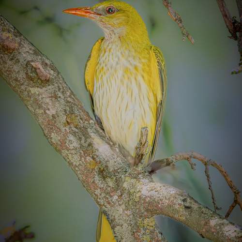 Photo #11026716