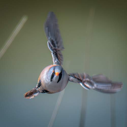 Photo #11026731