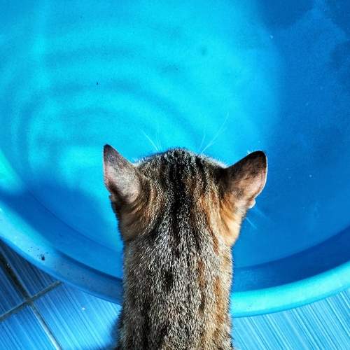 Photo #11027084