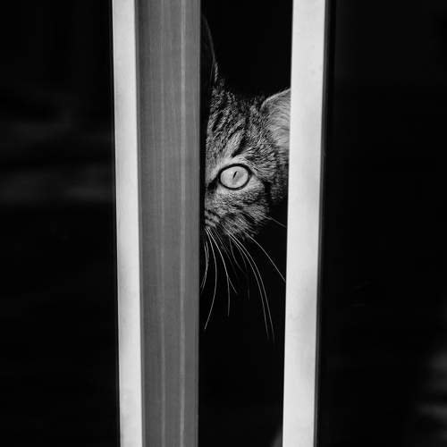 Photo #11027108
