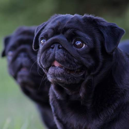 Photo #11027124