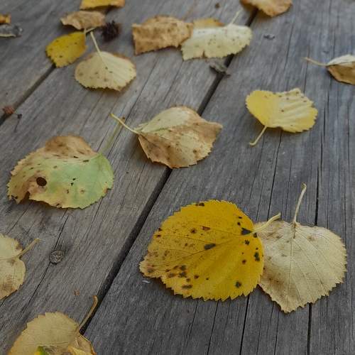 Photo #11028280