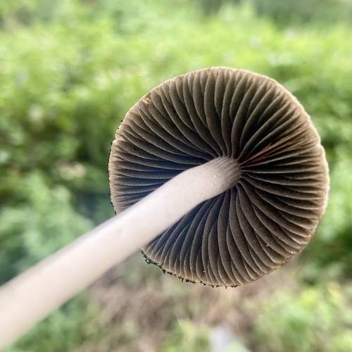 Photo #11028410