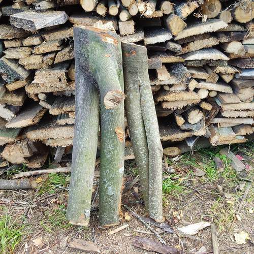 Photo #11028511