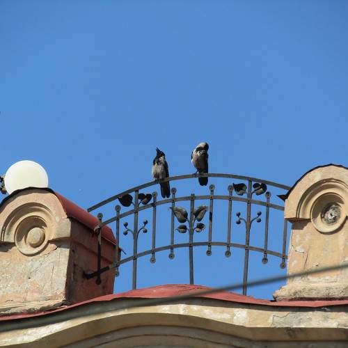 Photo #11028619