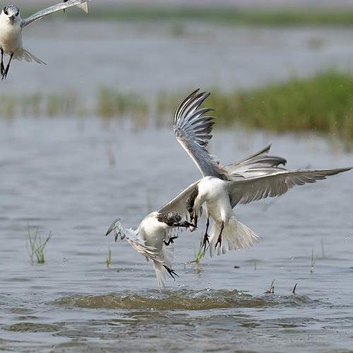Photo #11029949