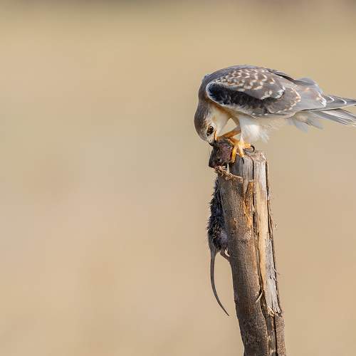 Photo #11029968