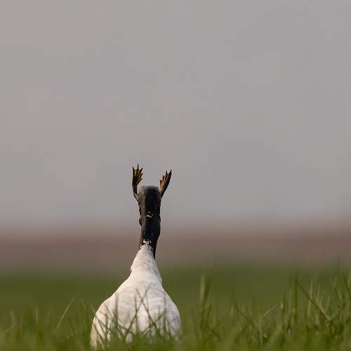 Photo #11030067