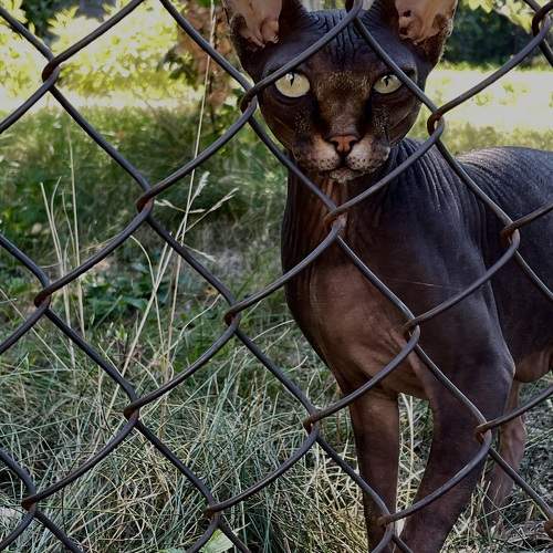 Photo #11030248