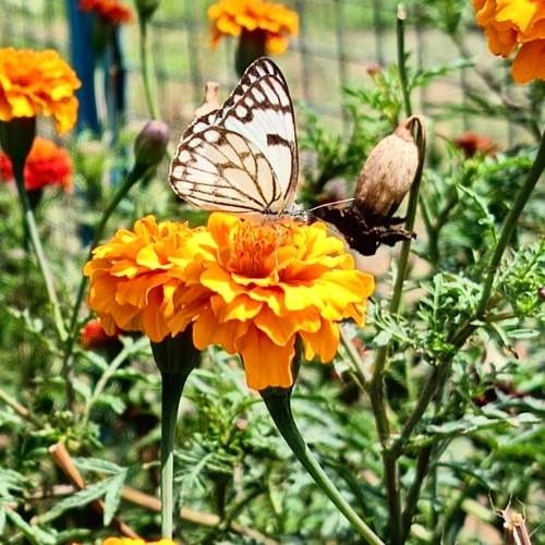 Butterfly on flower