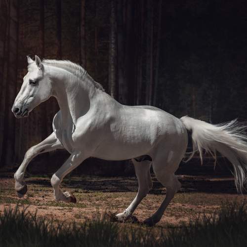 Photo #11031094