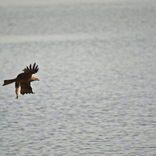Photo #11031225