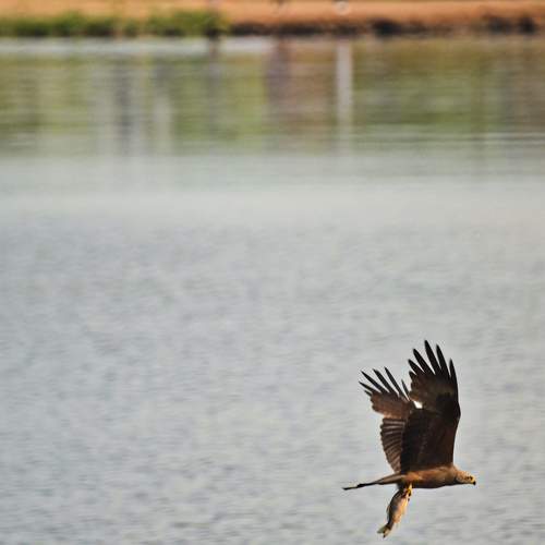 Photo #11031226