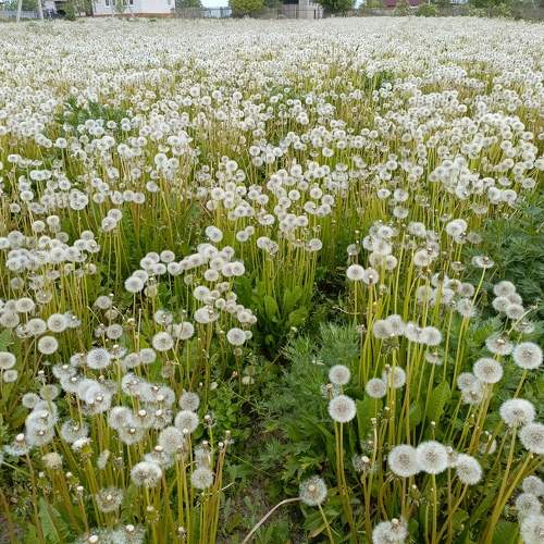 Photo #11031682