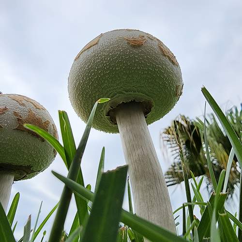 Young Green-spored Parasol Mushroom