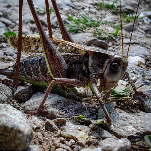 Photo #11033597