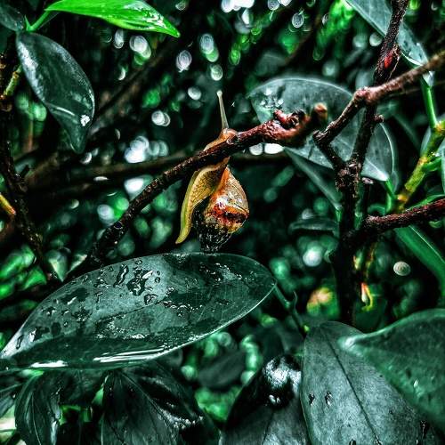 Serenity in the Rainforest