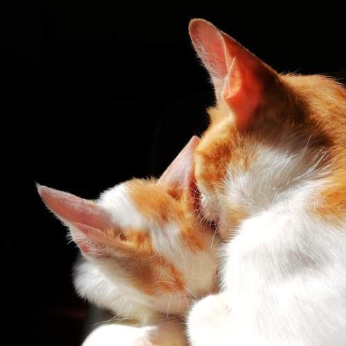 Photo #11034955