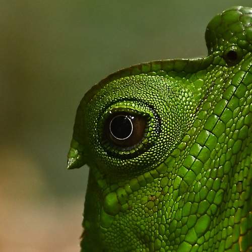 Photo #11035344