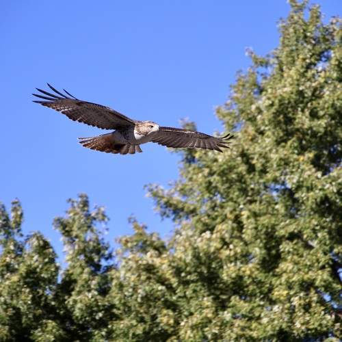 Photo #11037542