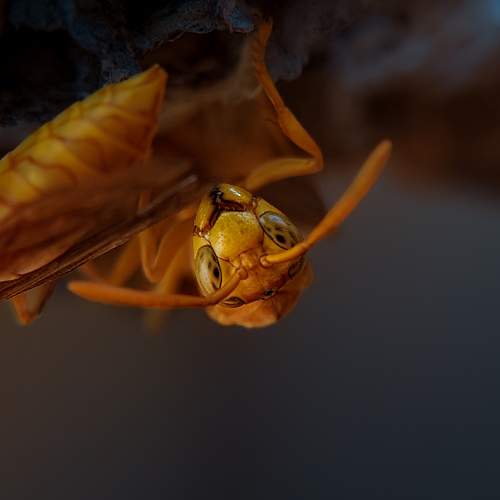 Photo #11038244