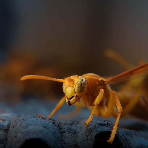 Photo #11038245