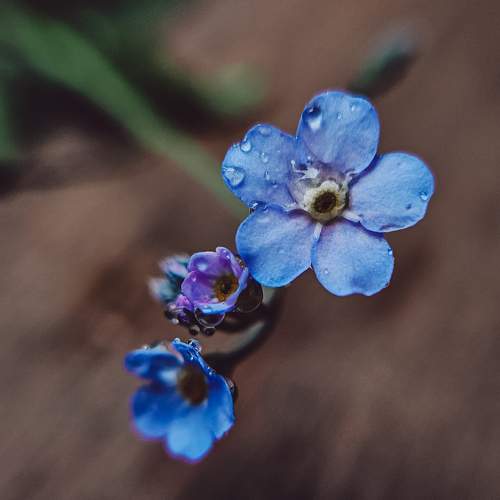 Photo #11039112