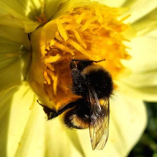 Photo #11039127