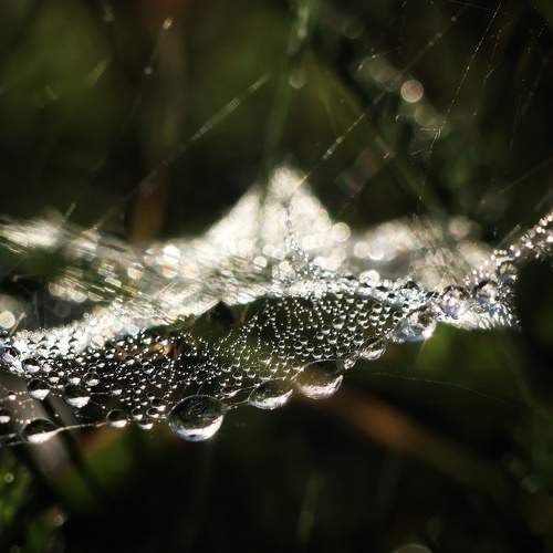 Photo #11040374