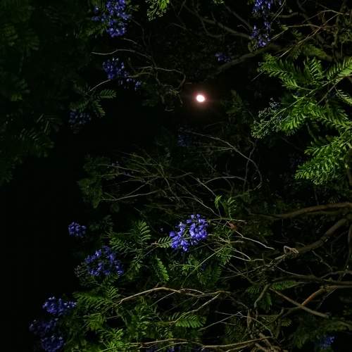 Photo #11041836