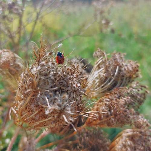 Photo #11041918