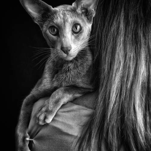 Photo #11043496