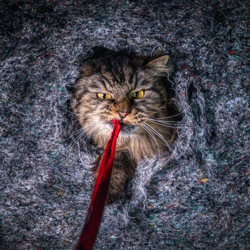 Photo #11044856