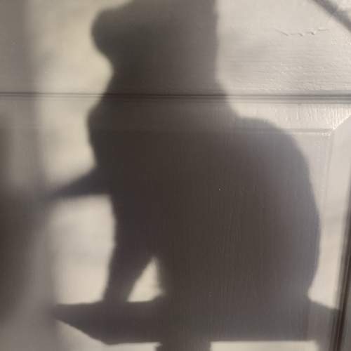 Photo #11045704