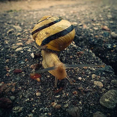 Such a small big life