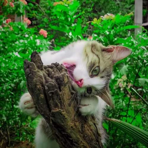 Photo #11046044