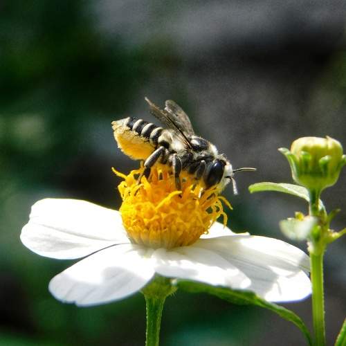 Bailarina del polen (Pollen Dancer)
