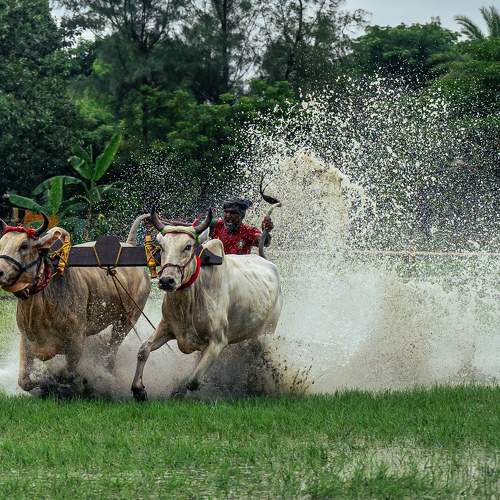 Photo #11046954