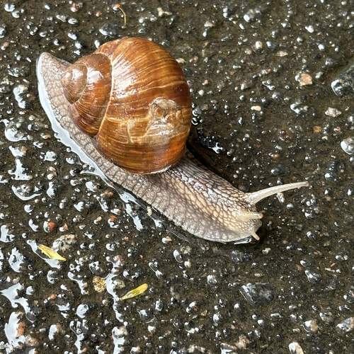 Photo #11047494