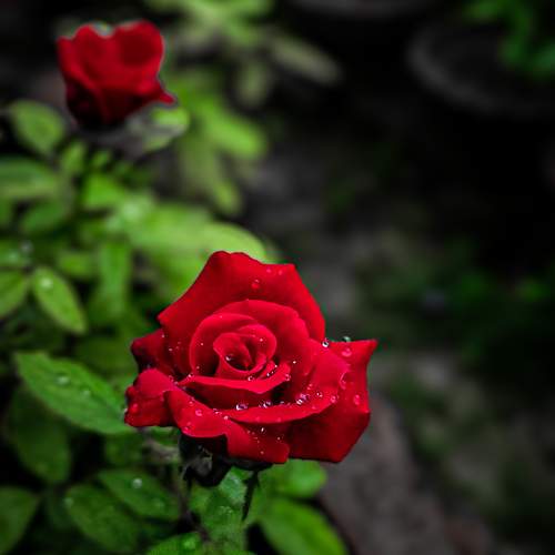 Photo #11049048