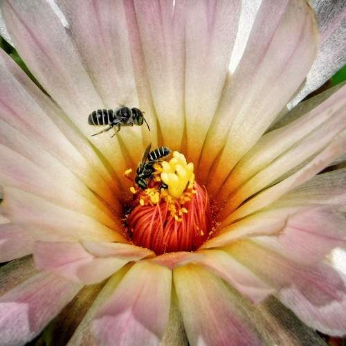 Pollinators Dance