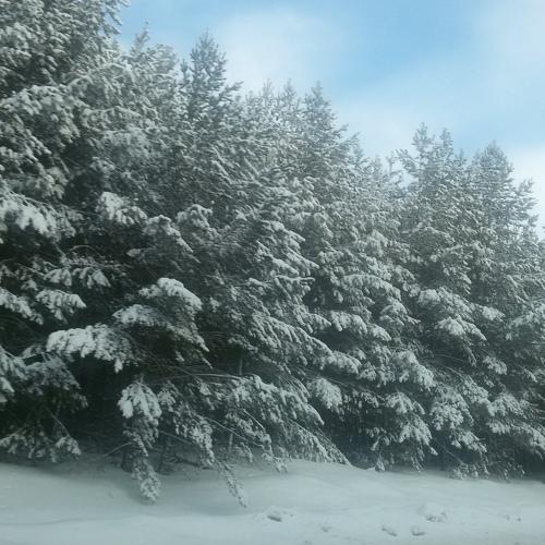 Елочки-красавицы